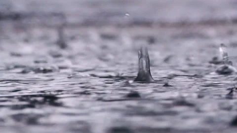 Rain drops water close up slow motion spring Stock Footage 332069724
