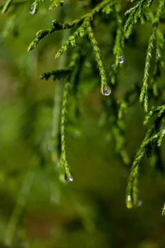 Rain drops, water drops on Juniperus virginiana (Eastern red cedar) leaves wi Foto stock
