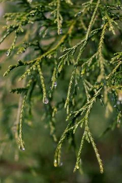 Rain drops, water drops on Juniperus virginiana (Eastern red cedar) leaves wi Stock Photos