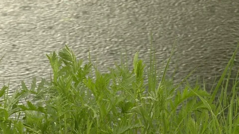 Rain drops on the water. Stock Footage