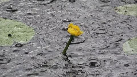 Rain drops on the water Stock Footage 80999217