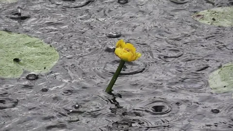 Rain drops on the water Stock Footage 81011027