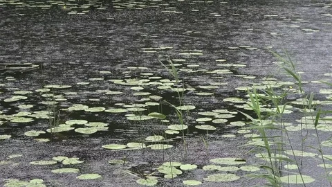 Rain drops on the water Stock Footage 83372323