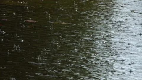 Rain drops on the water surface. Stock Footage 141111211