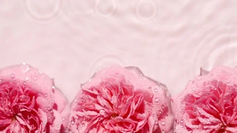 Rain drops on water surface with pink rose flowers, splashes, ripples, top view. Stock Footage 241978187