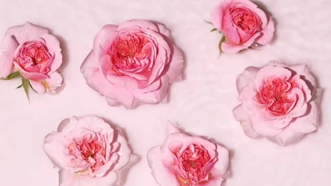 Rain drops on water surface with pink rose flowers, splashes, ripples, top view. Stock Footage 243245760