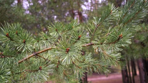 RAIN DROPS ON WET PINE BRANCHES Stock Footage 153309408