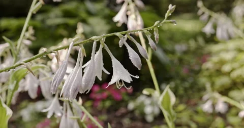 Rain drops on white hosta blossoms hanging down in the morning sun. Stock Footage 137932947