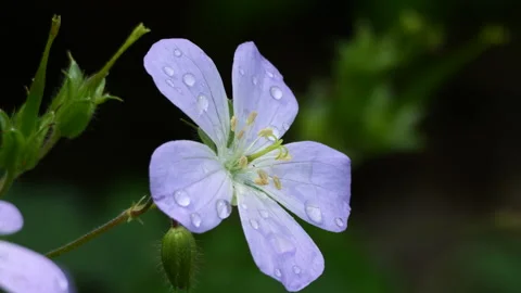 Rain drops on wild geranium flower Stockbeeldmateriaal 239101755