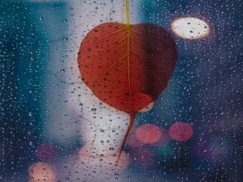 Rain drops on the window with bodhi leaf and bokeh background Foto stock