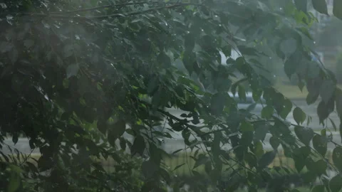 Rain drops on the window on the dark trees background Video stock 97206085