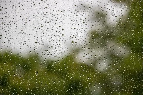 Rain drops on window with green tree in background Foto stock