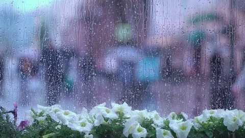 Rain drops on window with white flowers. Water droplets of rain flow down the Stock Footage 78331993