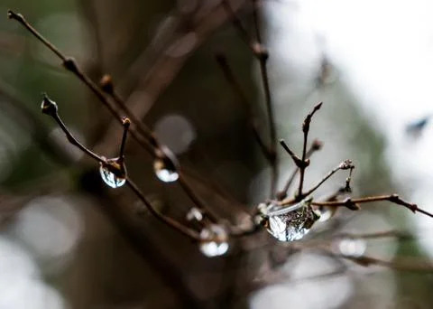 Rain drops on winter twigs Stock Photos