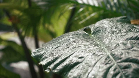 Rain drops on young plant leaf with green nature on background Видео 168485599