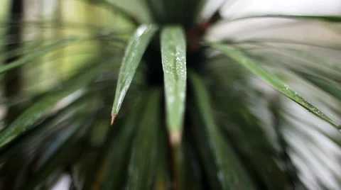 Rain drops. Yucca. Video stock 42219290