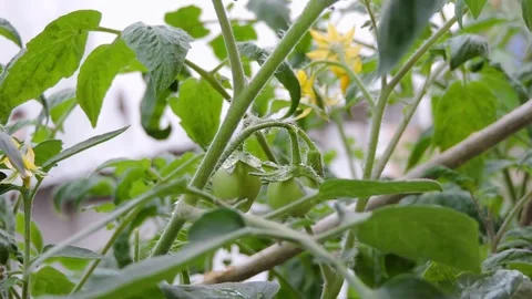Rain Dros small green tomato plants with fruit developing on the vine Video stock 331861604