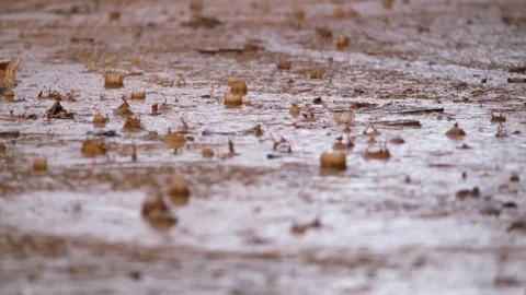 Rain during flood Stock Footage 294085979