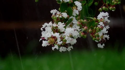 Rain during a heavy thunderstorm, drops onto leaves and flowers Видео 75659053