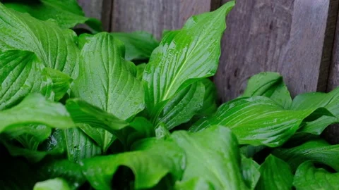 The rain from the eaves is dripping on the green leaves in the corner Stock Footage 171067247