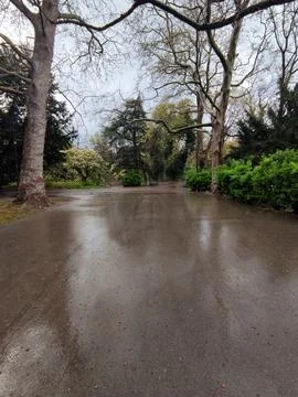 Rain in an empty spring park Stock Photos