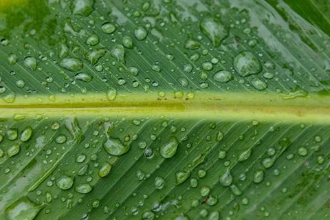 Rain enchants the banana leaf Stock Photos