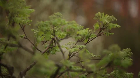Rain in england Stock Footage 37020090