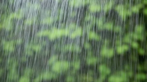 Rain with evergreen tree background Stock Footage 8655788