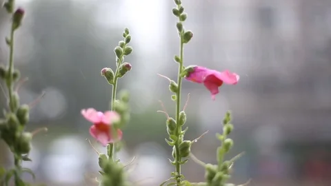 Rain failling on flowers Stock Footage 90304959