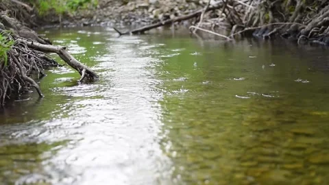 Rain fall on creek surface making concentric ripples Vidéo 346087745