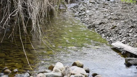 Rain fall on creek surface making concentric ripples Stock Footage 346088474