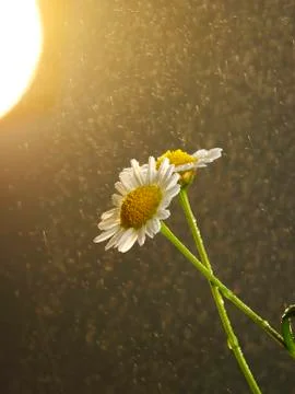Rain fall on daisy Foto stock