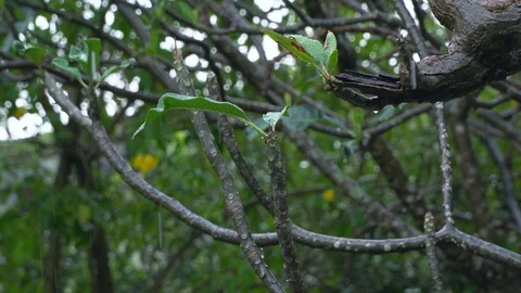 Rain fall down to the plumeria branches and plumeria leaf with garden background Stock Footage 87812375
