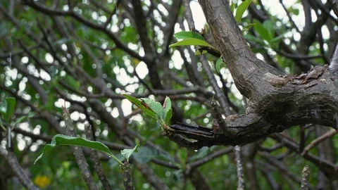 Rain fall down to the plumeria branches and plumeria leaf with garden background Stock Footage 87812376