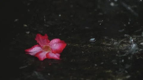 Rain fall drop to Adenium obesum also name as desert rose on black baground Stock Footage 299562535