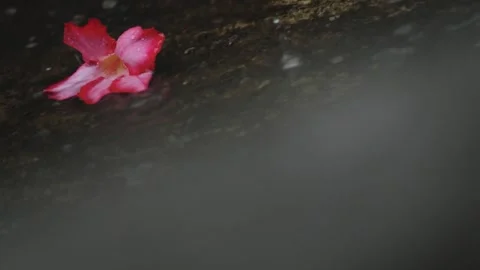 Rain fall drop to Adenium obesum also name as desert rose Stock Footage 299562561