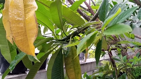 Rain fall drops smashing on wet plumeria leaves inside living house mini garden Video stock 145569487