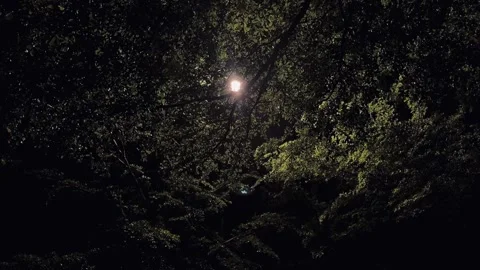 Rain Fall During Night Time Under Tree And Lamp Video Video stock 297343014
