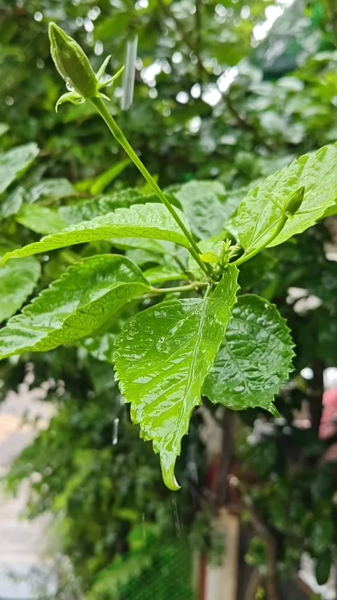 Rain fall on a leaf Stock Footage 313826516