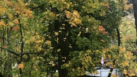 Rain in fall with many trees with yellow leaves in the town Stock Footage 140025090