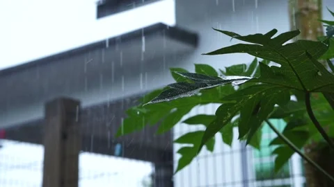 Rain fall on papaya leafs with house background Stock Footage 190441385