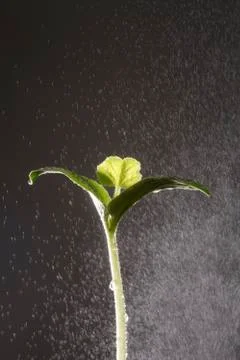 Rain fall on plant Stock Photos