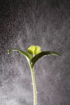 Rain fall on plant Stock Photos