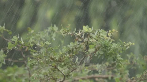 Rain fall on plants Stock Footage 122441926