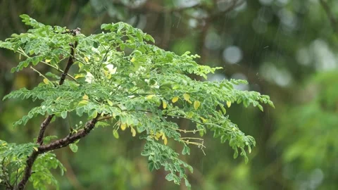 Rain fall pouring on a beautiful young Moringa Tree Stock-Footage 259870562