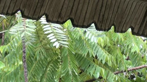 Rain fall from rooftop Stock Footage 64890572