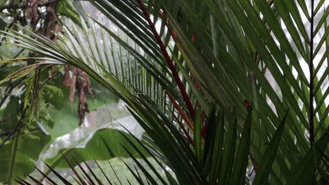 Rain fall with sound - 4K 스톡 동영상 106749206