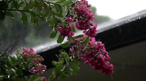 Rain fallen on crape myrtle Stock Footage 25636149