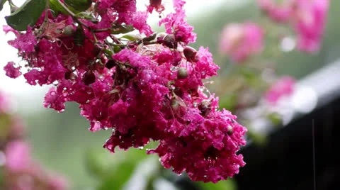 Rain fallen on crape myrtle Stock Footage 25667107