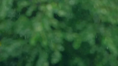 Rain Falling Against Blurred Green Tree Background During Calm Weather Scene Stock Footage 336254213